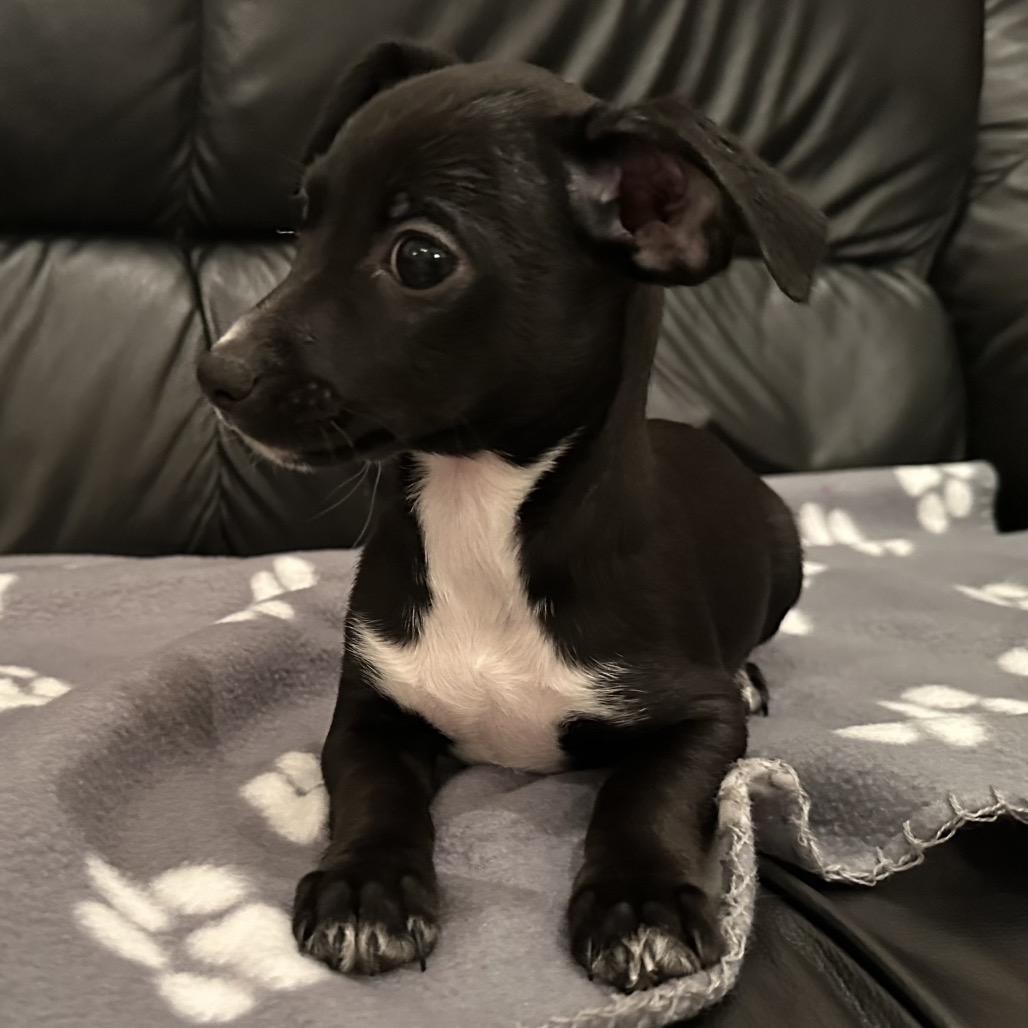 Enlarge Farra, a Adoptable Chihuahua in Sacramento, CA image 3/6