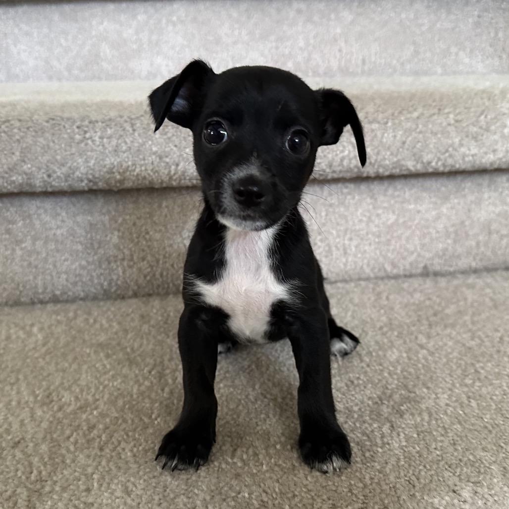 Enlarge Farra, a Adoptable Chihuahua in Sacramento, CA image 4/6