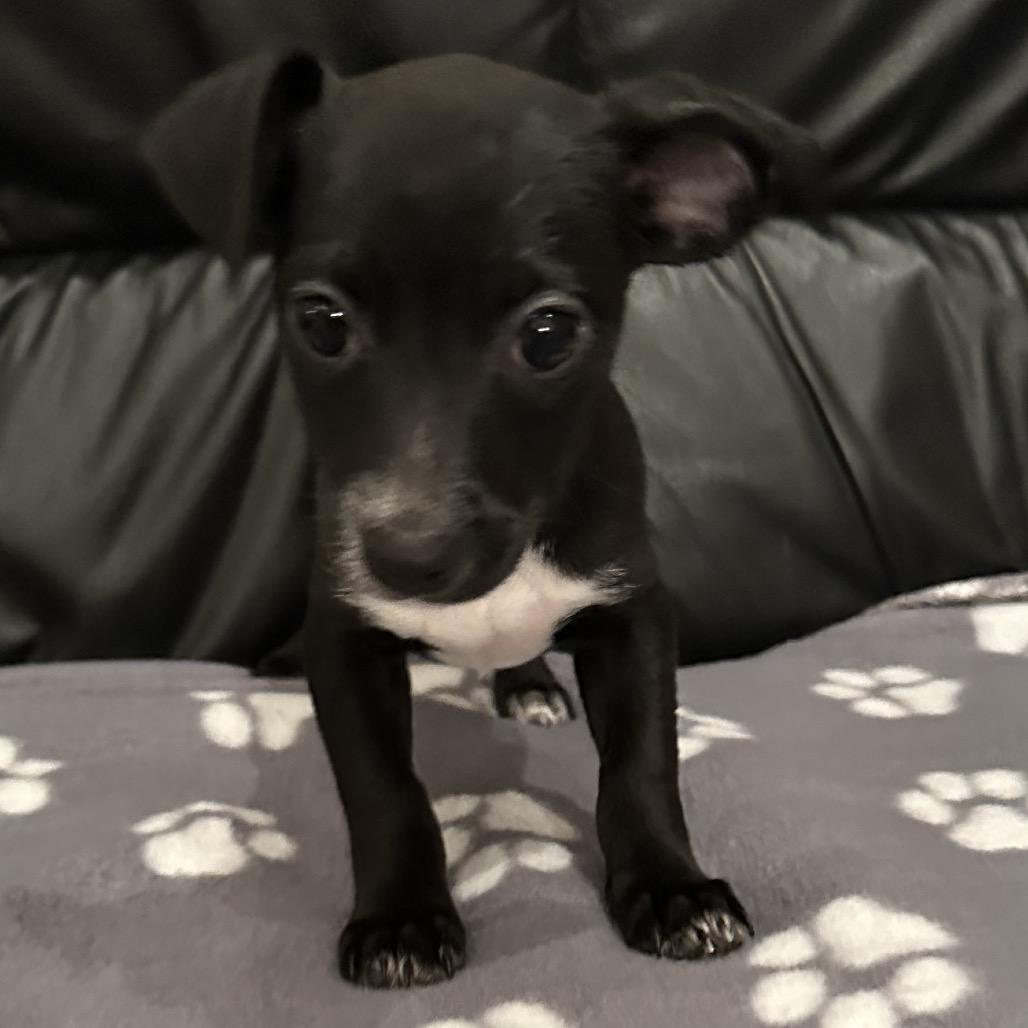 Enlarge Farra, a Adoptable Chihuahua in Sacramento, CA image 5/6