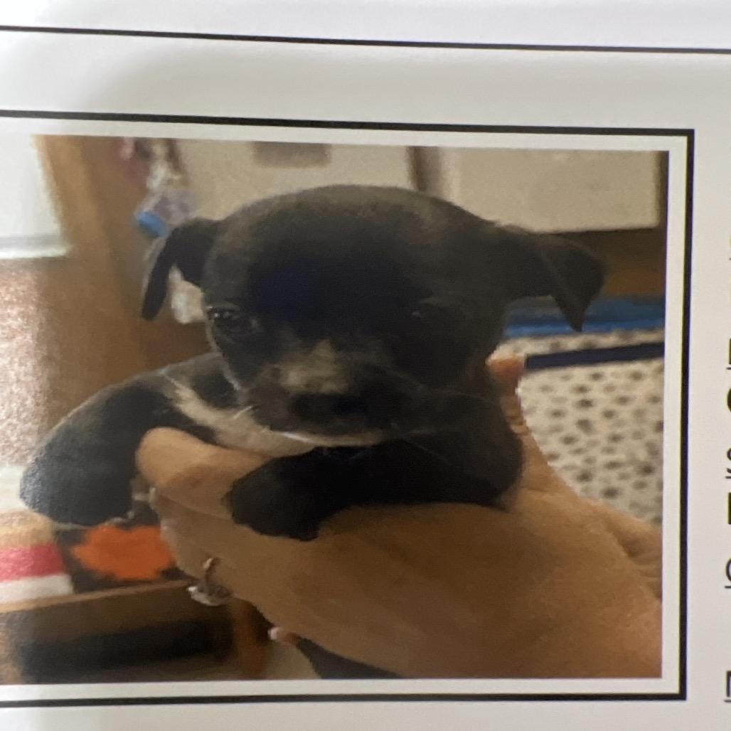 Enlarge Farra, a Adoptable Chihuahua in Sacramento, CA image 6/6