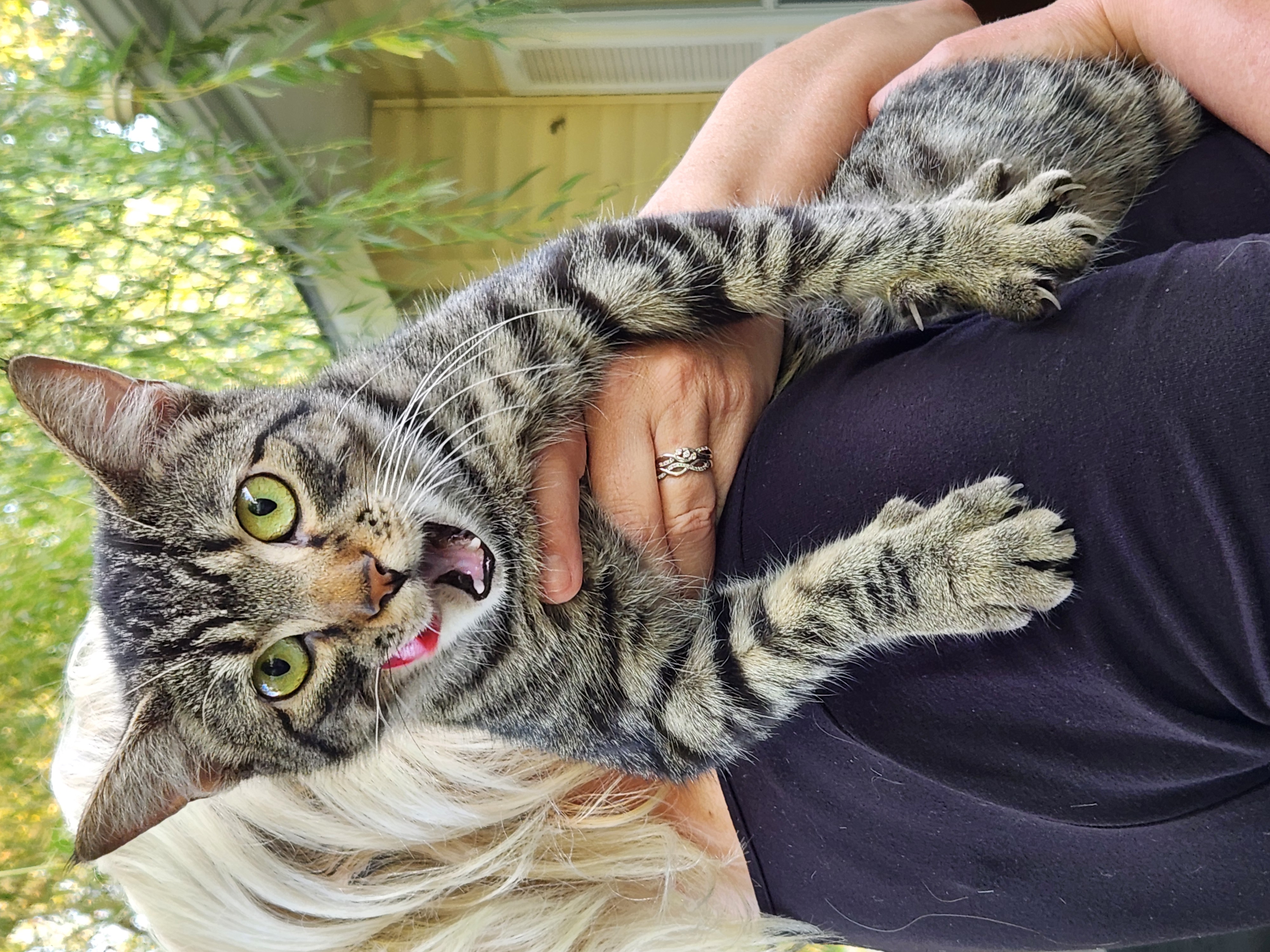 Thelma, adopted, Young Female Domestic Short Hair.