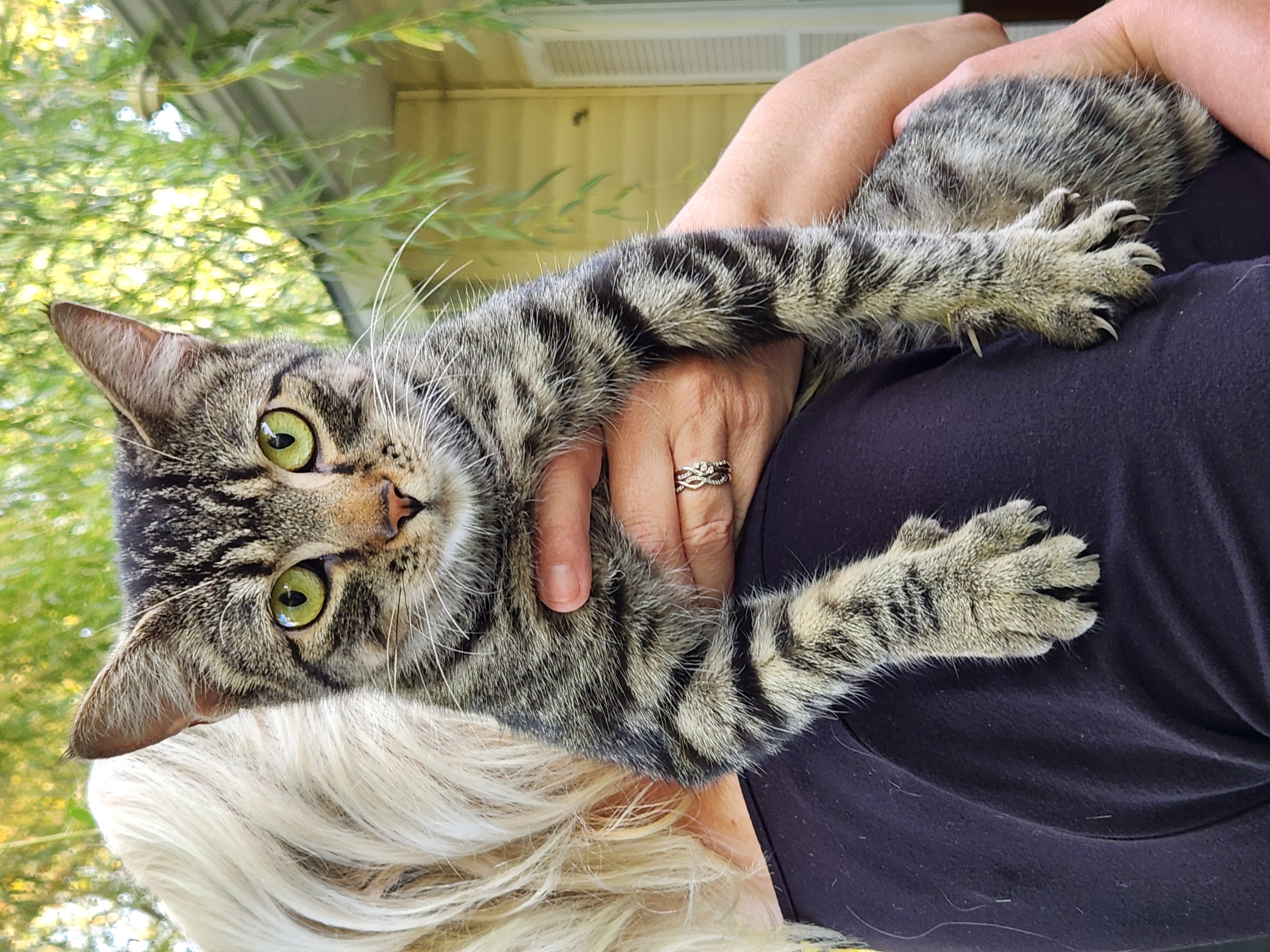 Thelma, an adopted Domestic Short Hair in Onawa, IA image 4/5