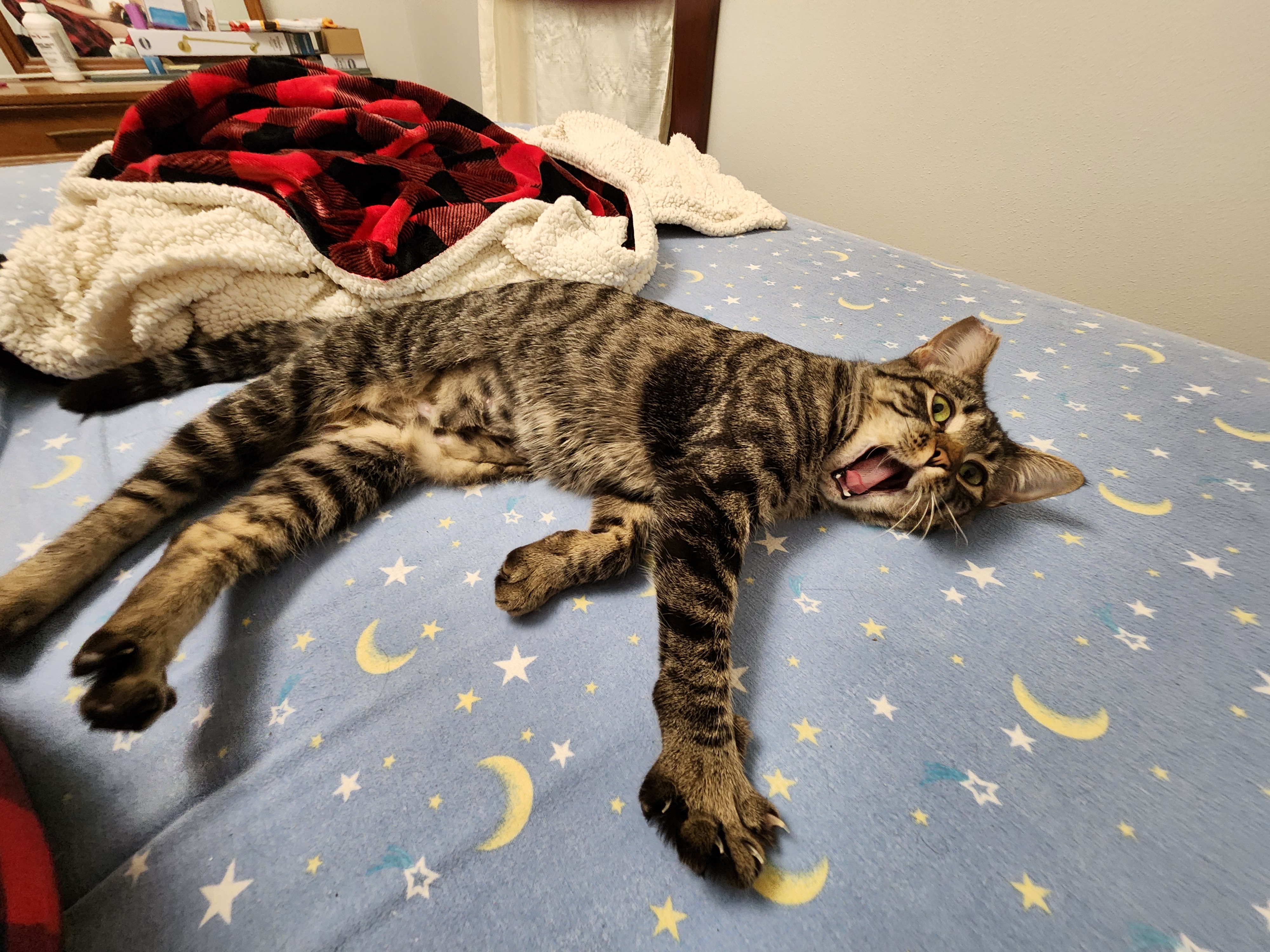 Thelma, an adopted Domestic Short Hair in Onawa, IA image 3/5