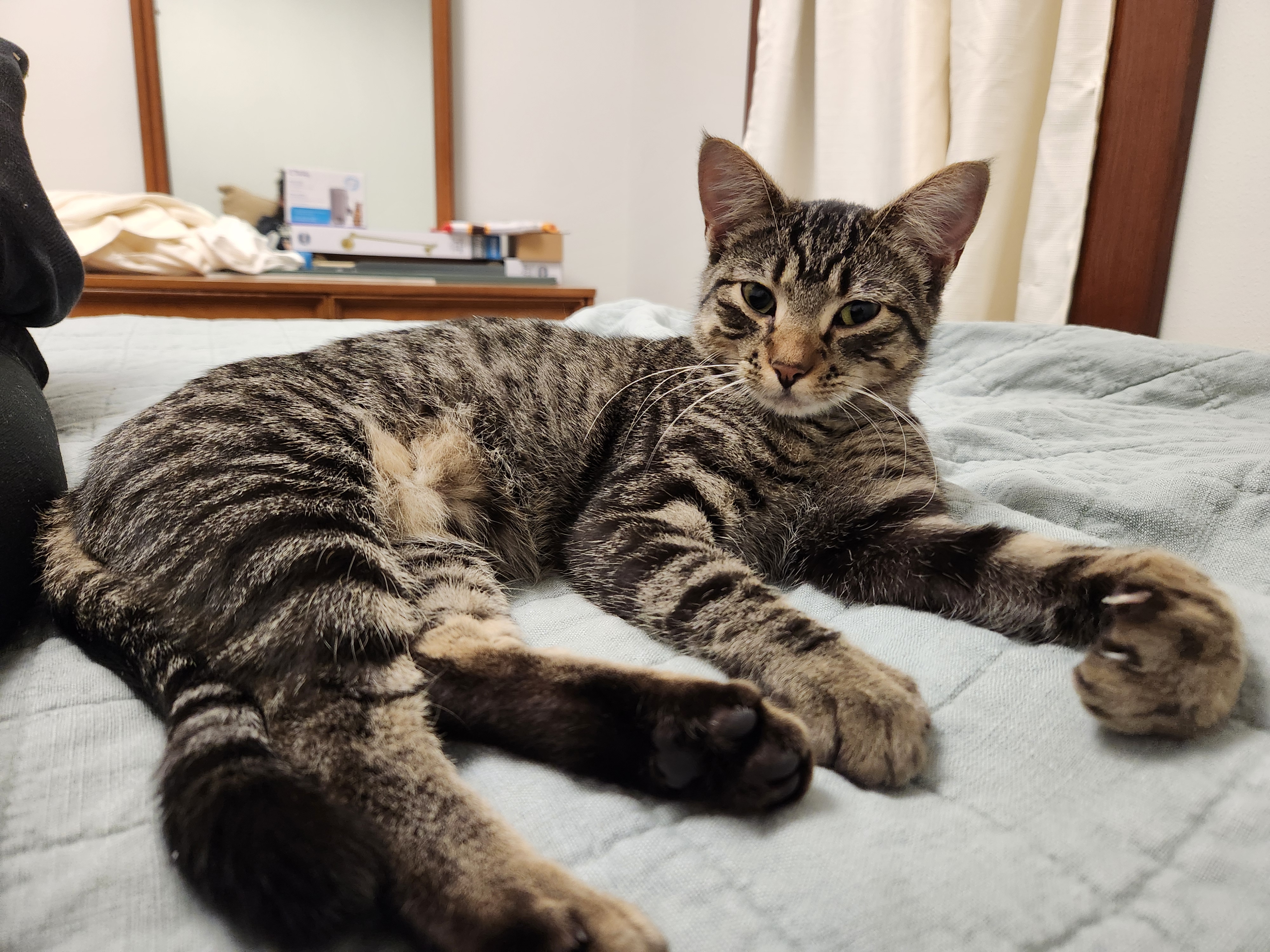 Thelma, an adopted Domestic Short Hair in Onawa, IA image 5/5
