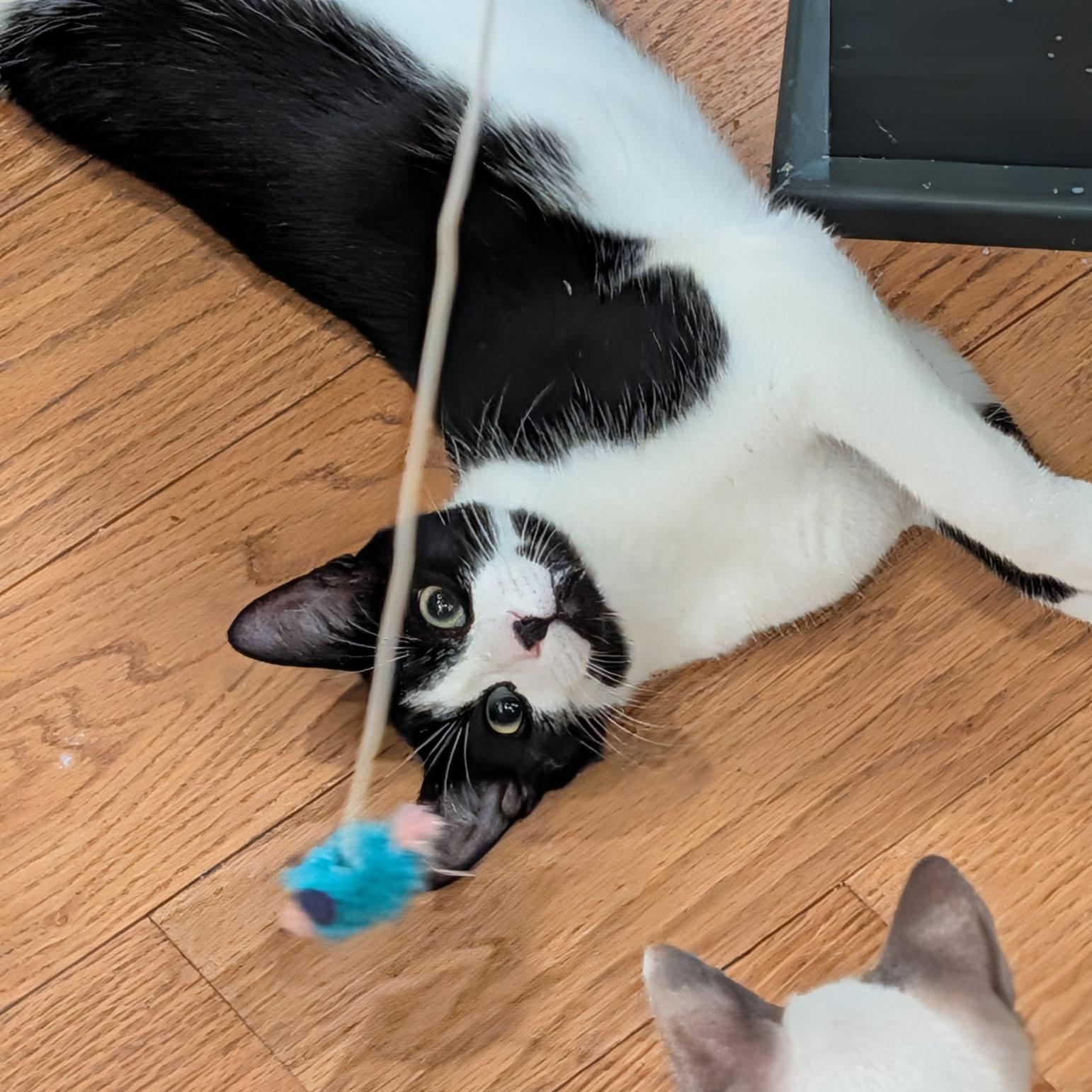 Enlarge Prince Shiloh, a Adoptable Tuxedo in Wilmington, NC image 1/6