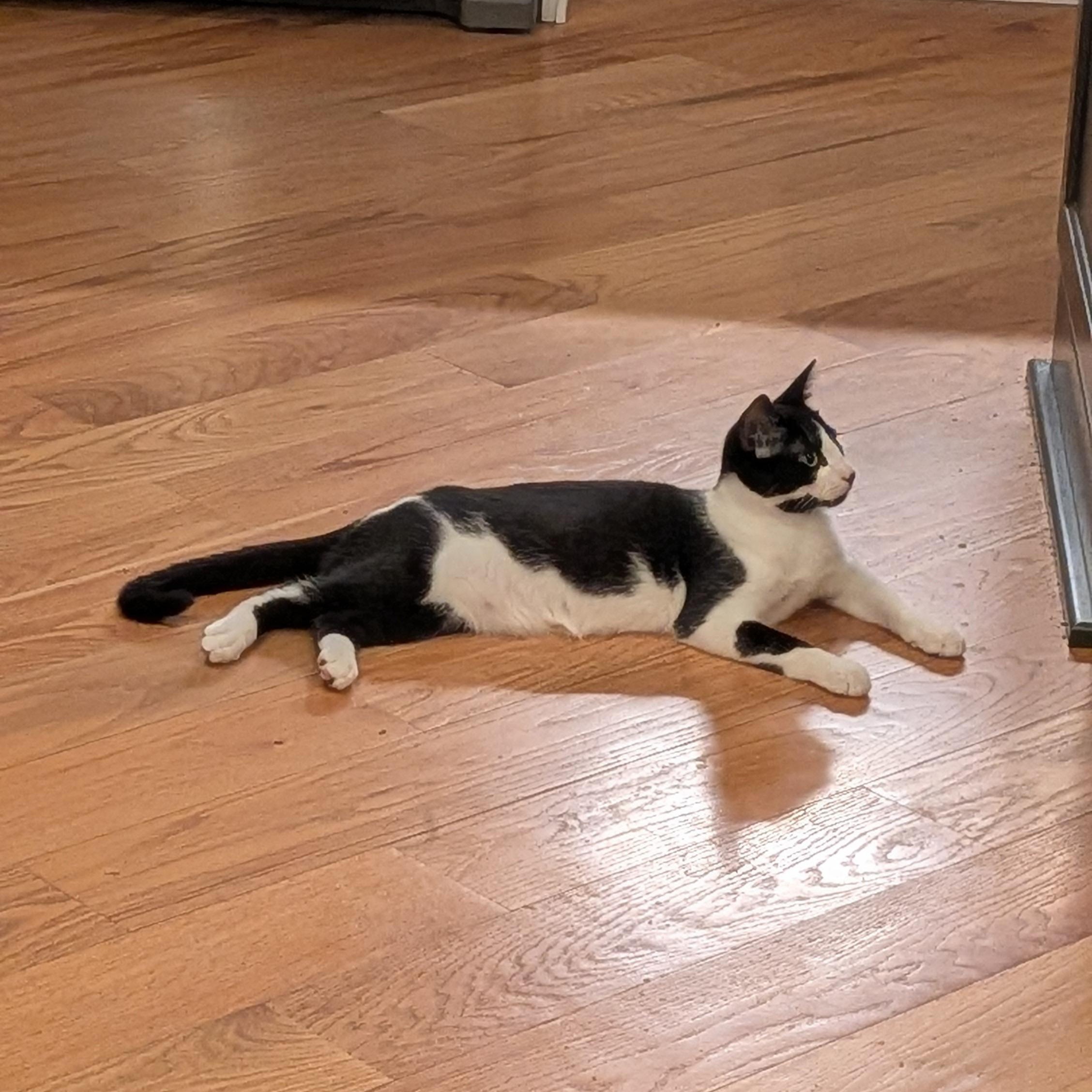 Enlarge Prince Shiloh, a Adoptable Tuxedo in Wilmington, NC image 6/6