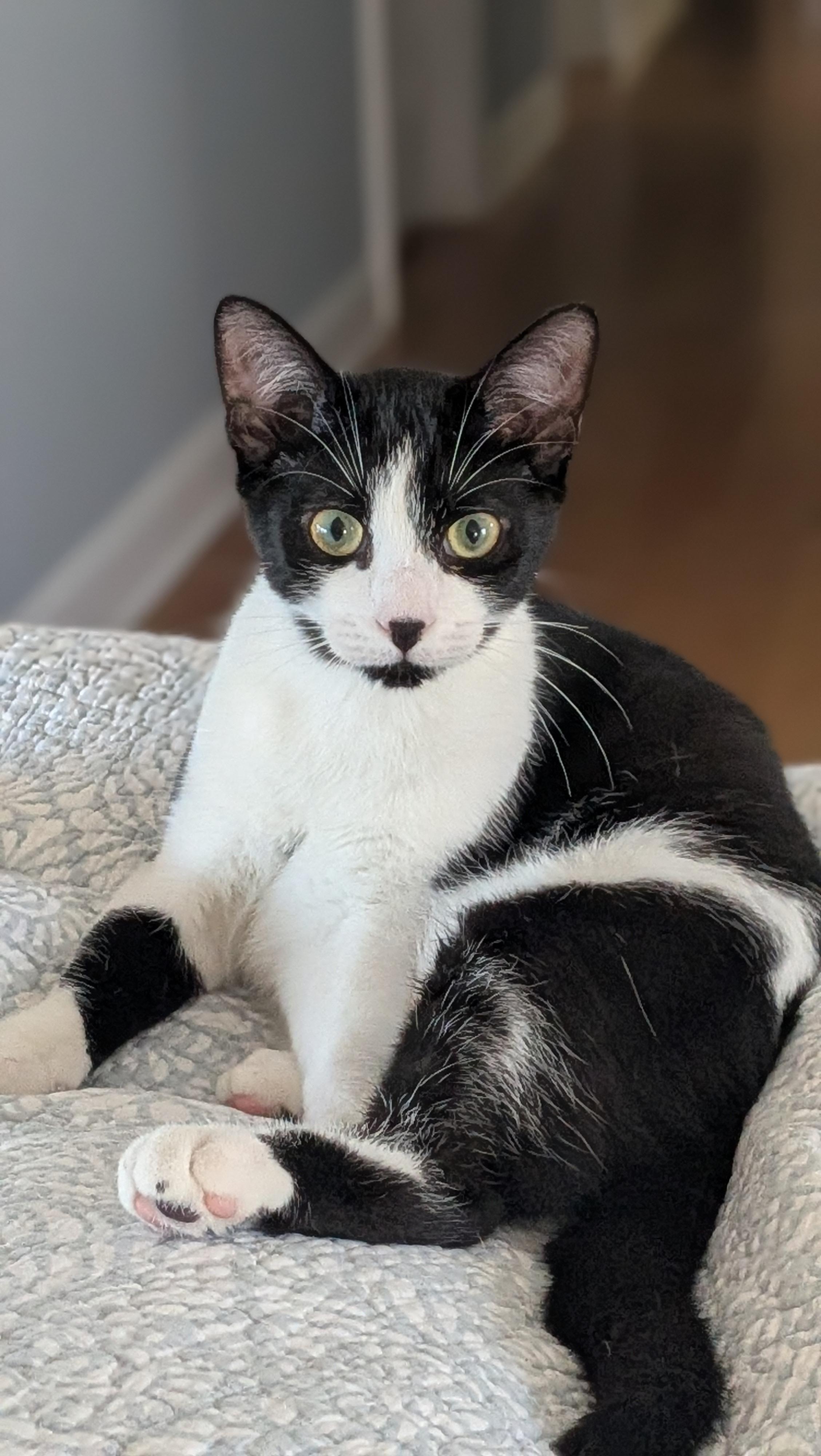 Enlarge Prince Shiloh, a Adoptable Tuxedo in Wilmington, NC image 2/6
