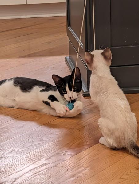 Enlarge Prince Shiloh, a Adoptable Tuxedo in Wilmington, NC image 5/6