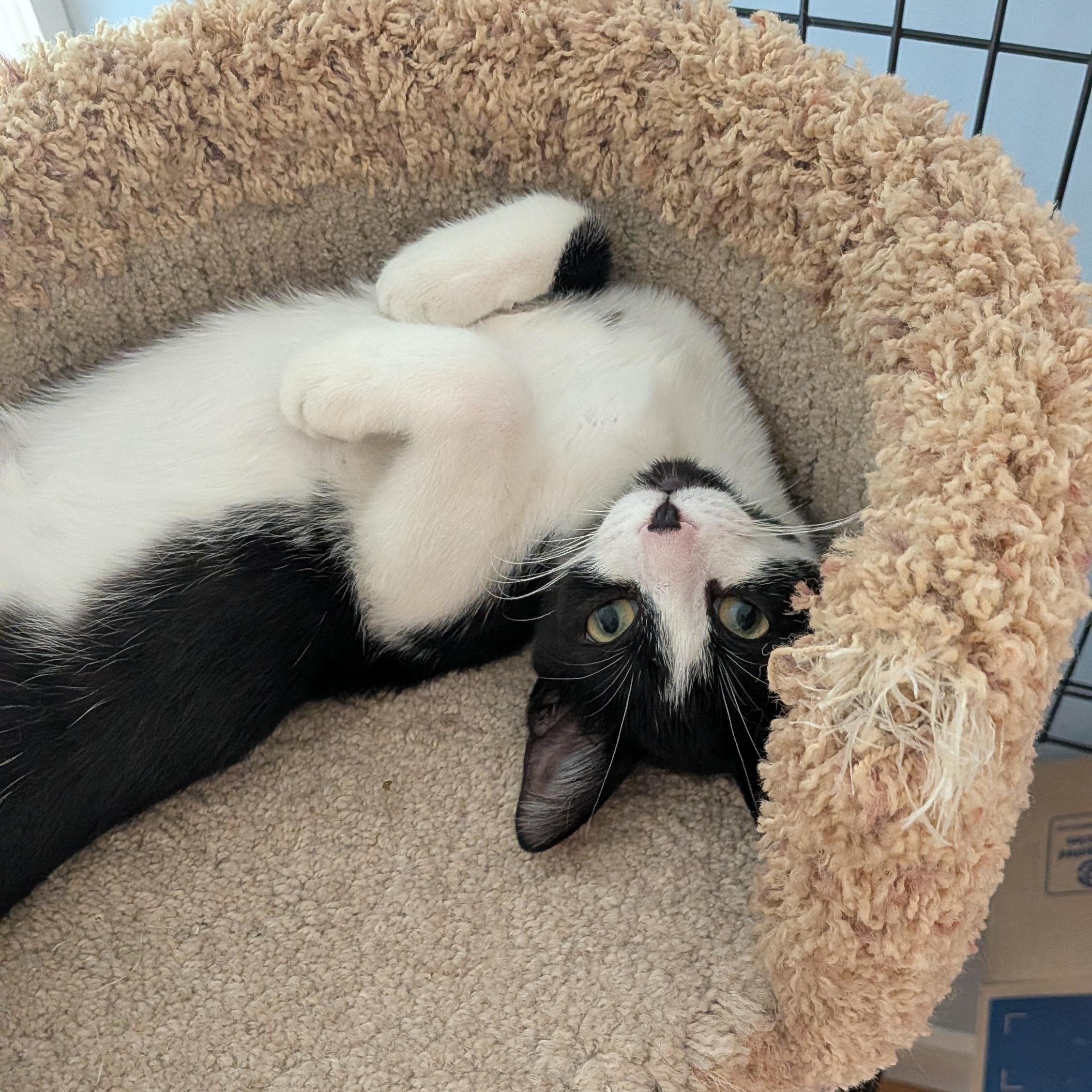 Enlarge Prince Shiloh, a Adoptable Tuxedo in Wilmington, NC image 3/6