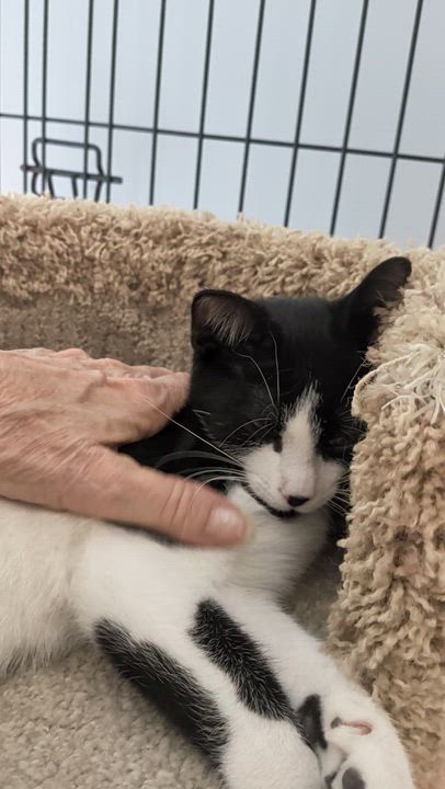 Enlarge Prince Shiloh, a Adoptable Tuxedo in Wilmington, NC video 4/6