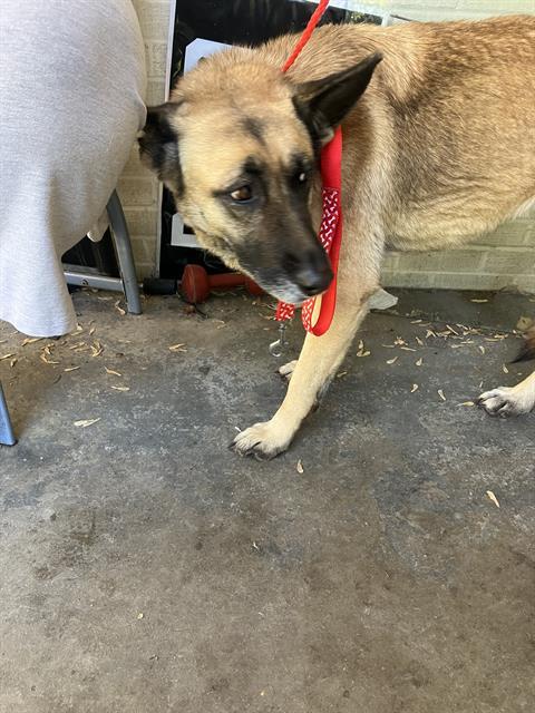 Enlarge AILYAH, a Adoptable German Shepherd Dog in Dallas, TX image 1/1