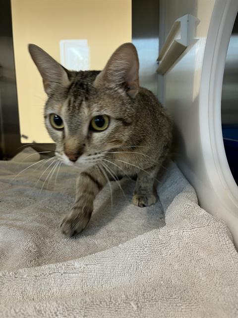 Enlarge TALIA, a Adoptable Domestic Short Hair in Pearland, TX image 1/1