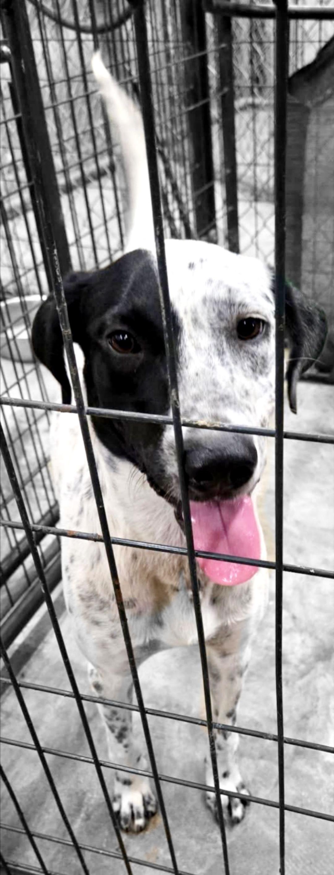 Pogo, Adoptable, Adult Male Pointer & Dalmatian.