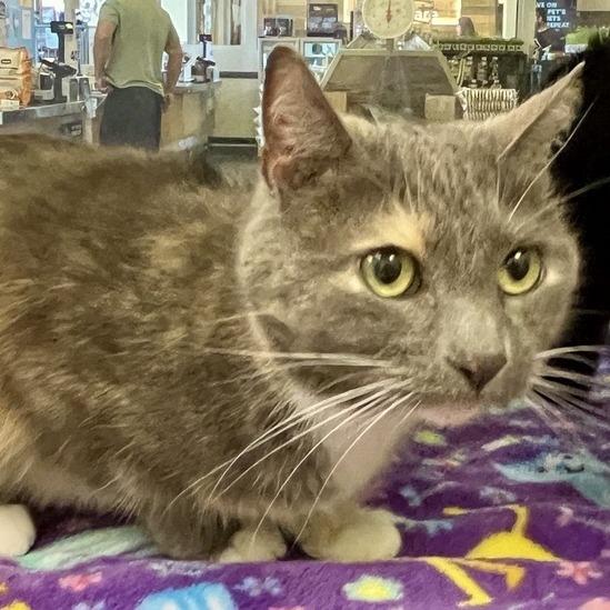 Enlarge Missy, a Adoptable Domestic Short Hair in Temecula, CA image 1/2