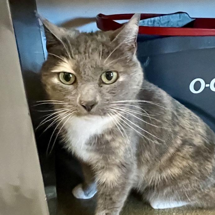 Enlarge Missy, a Adoptable Domestic Short Hair in Temecula, CA image 2/2