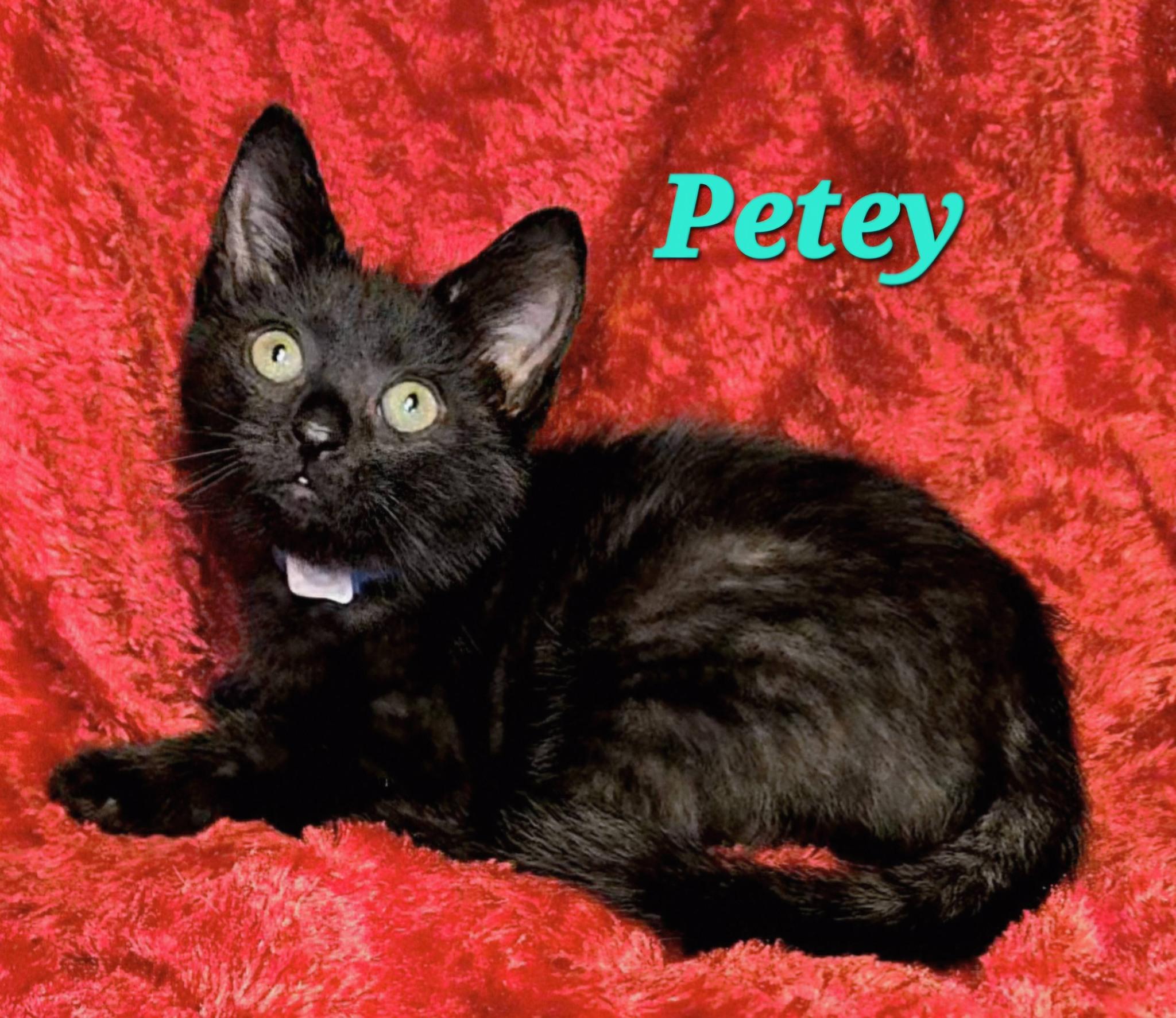 Petey, Adopted, Young Female Domestic Short Hair.