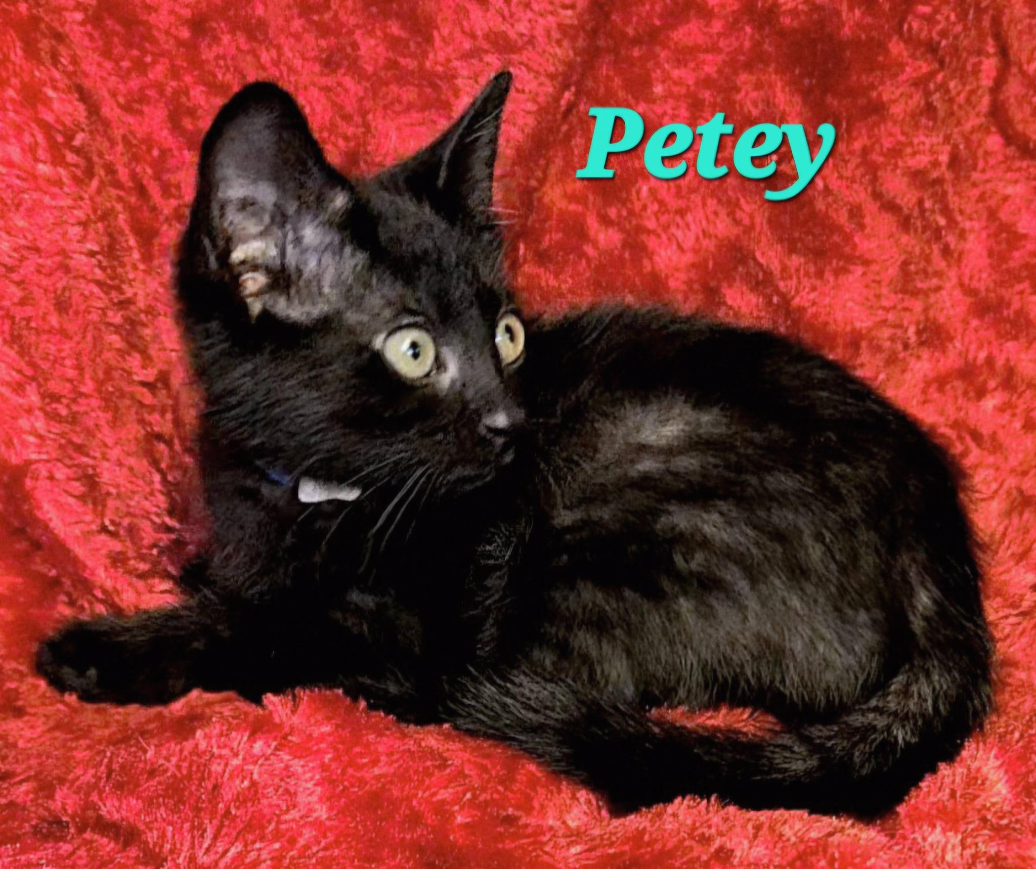 Enlarge Petey, a Adopted Domestic Short Hair in Macon, GA image 2/2