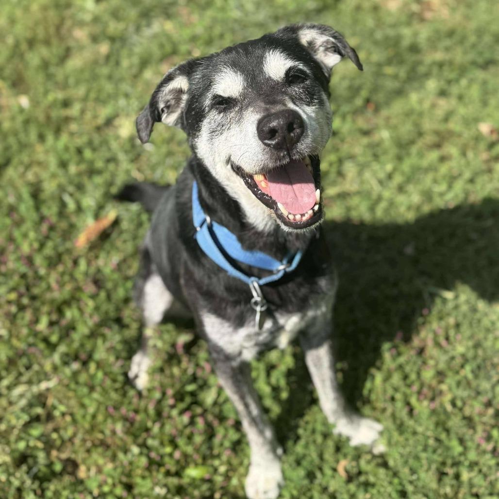 Enlarge Edgar, a Adoptable mixed breed in Shinnston, WV image 1/2