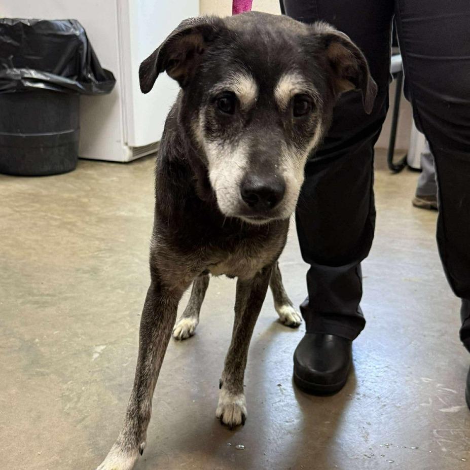 Enlarge Edgar, a Adoptable mixed breed in Shinnston, WV image 2/2