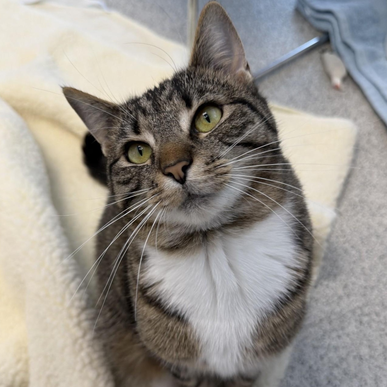 Margie, Adoptable, Adult Female Domestic Short Hair.