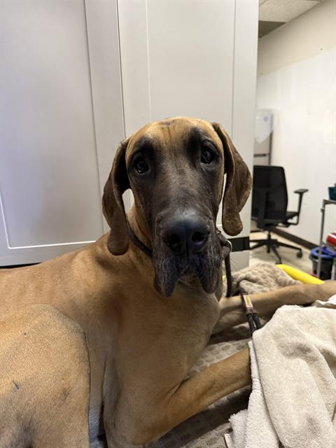 Enlarge MOOSE, a Adoptable Great Dane in Redlands, CA image 1/1