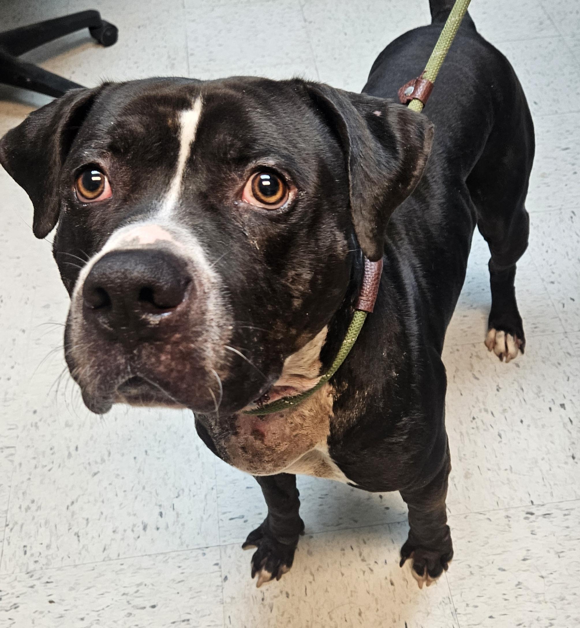 Meatloaf, Adoptable, Adult Male Terrier.