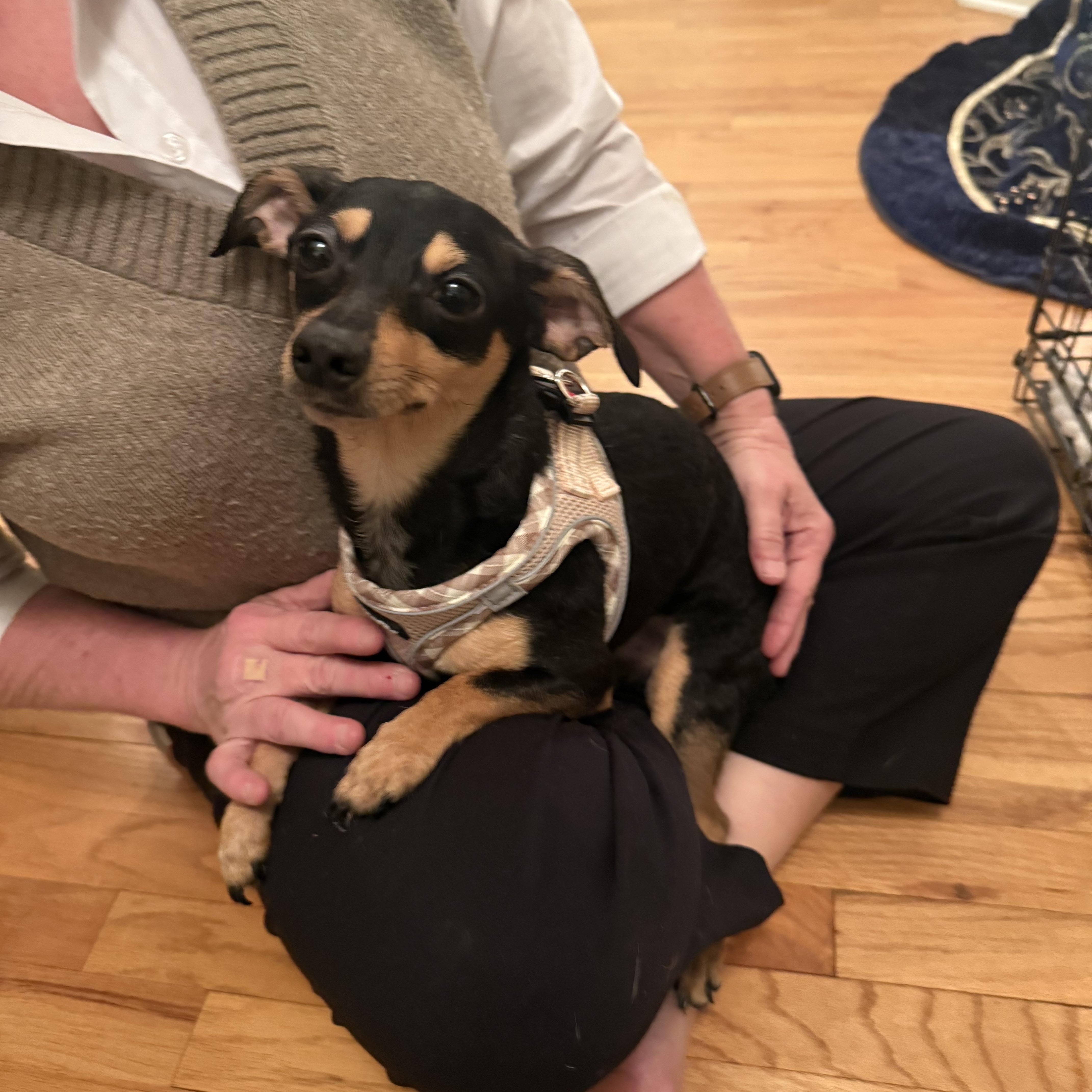 Trooper, adopted, Adult Male Chiweenie.