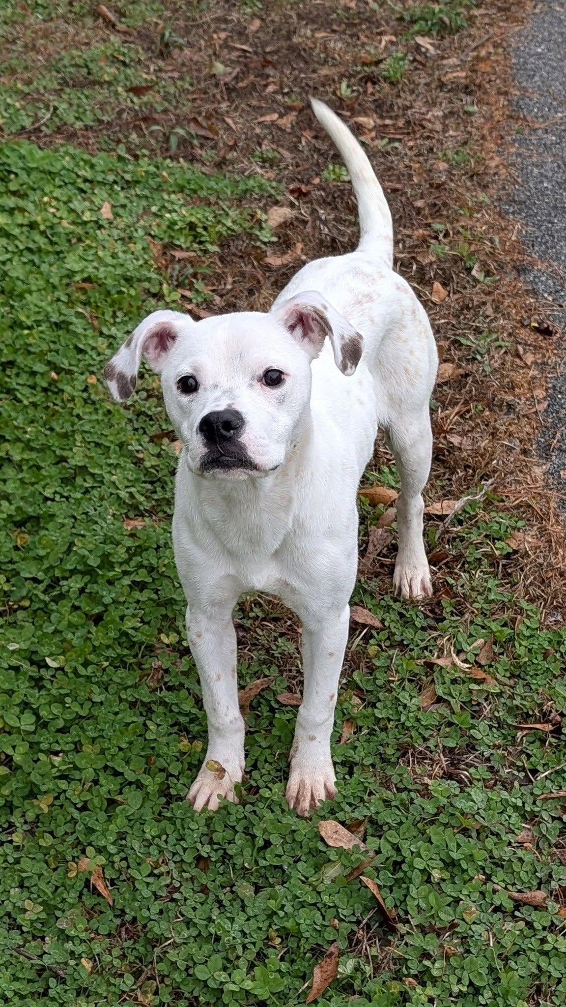 Snowy, ADOPTABLE, Puppy Female Boxer.