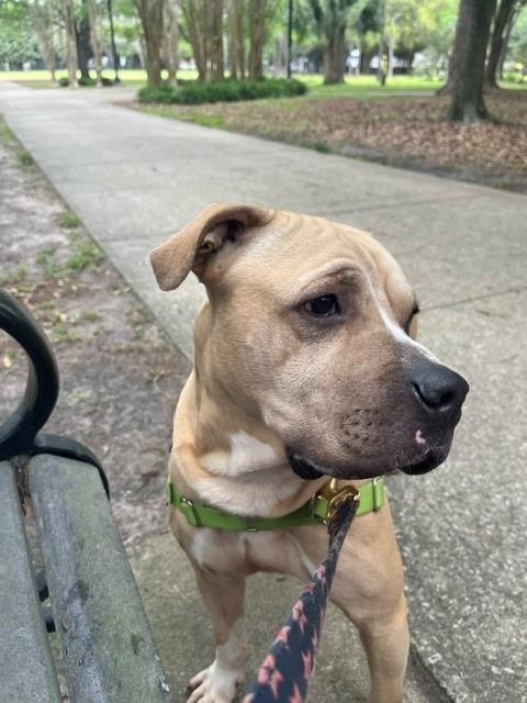 Enlarge PITTSBURGH, a Adoptable Mixed Breed in Jacksonville, FL image 1/1