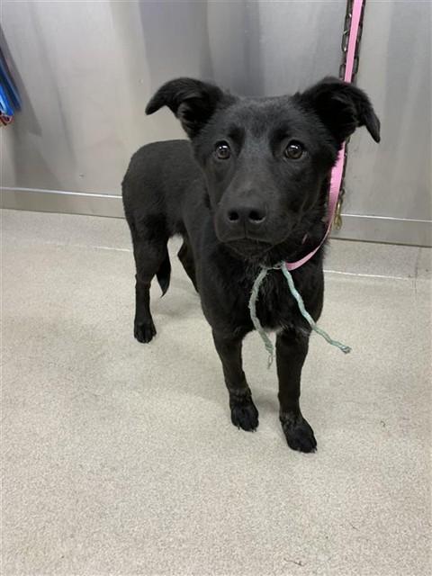 AURORA, Adoptable, Young Female German Shepherd Dog & Labrador Retriever.