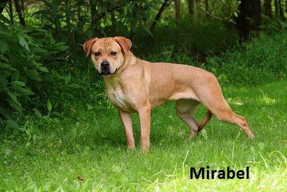 Mirabel, Adoptable, Adult Female Labrador Retriever.