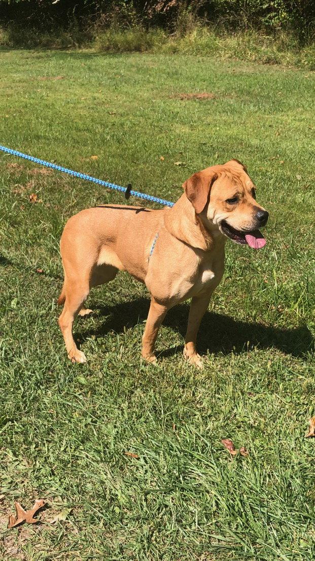 Mirabel, Adoptable, Adult Female Labrador Retriever.