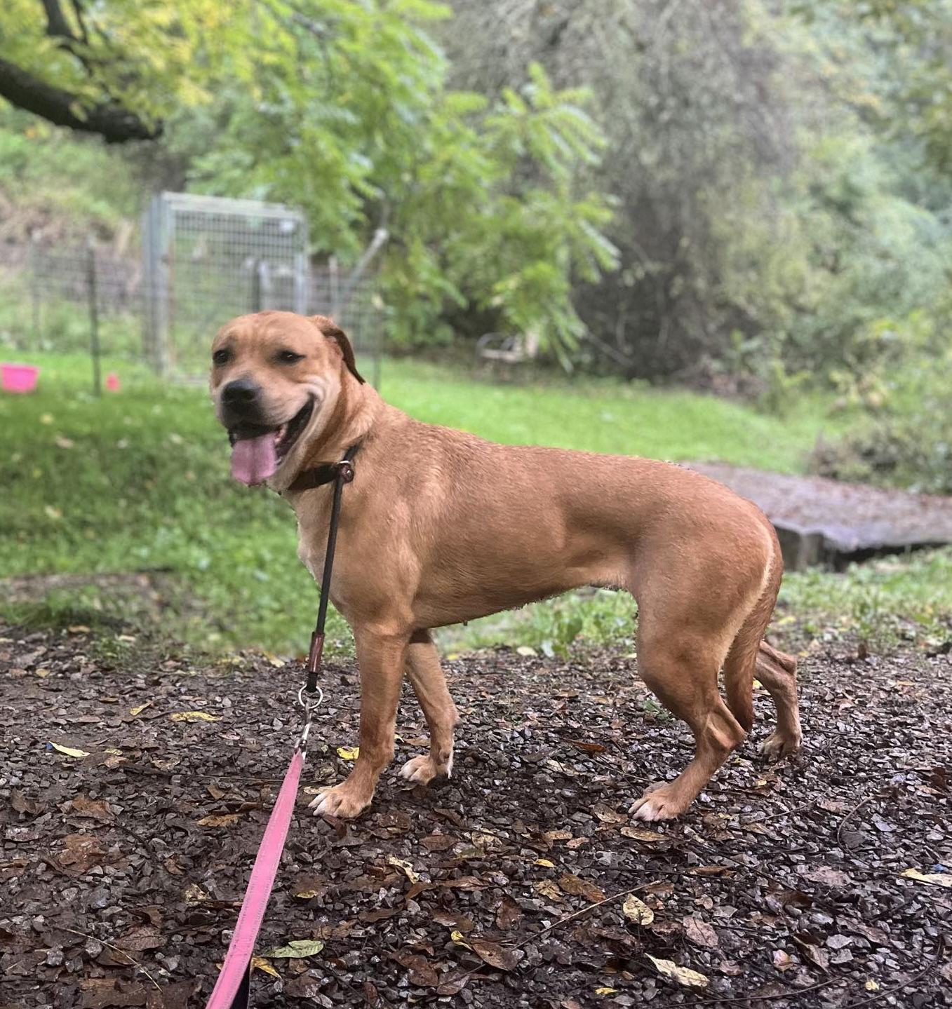 Mirabel, Adoptable, Adult Female Labrador Retriever.