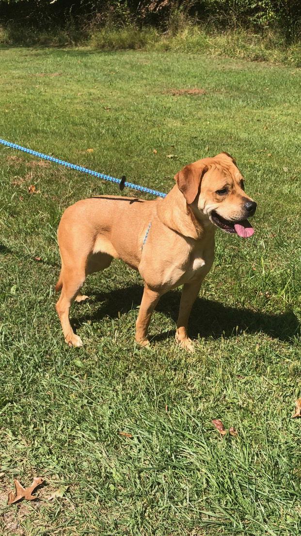 Mirabel, Adoptable, Adult Female Labrador Retriever.