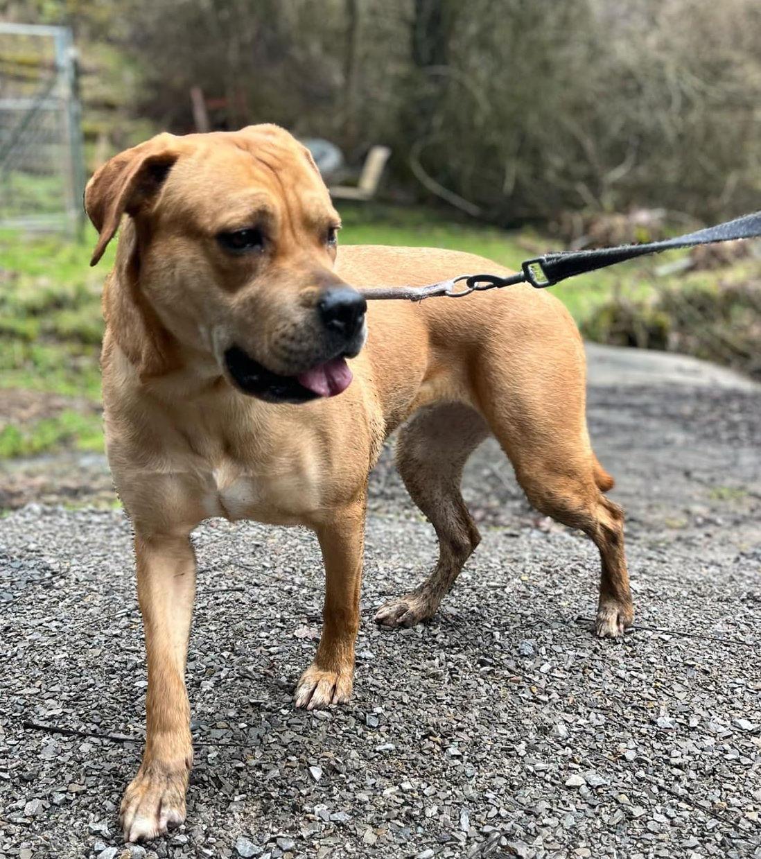 Mirabel, Adoptable, Adult Female Labrador Retriever.