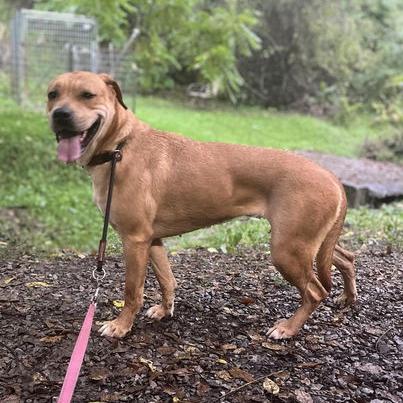 Enlarge Mirabel, a Adoptable Labrador Retriever in Elkins, WV image 3/4