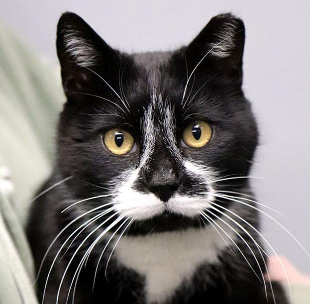 Monkey (AO35927), adopted, Adult Male Tuxedo.