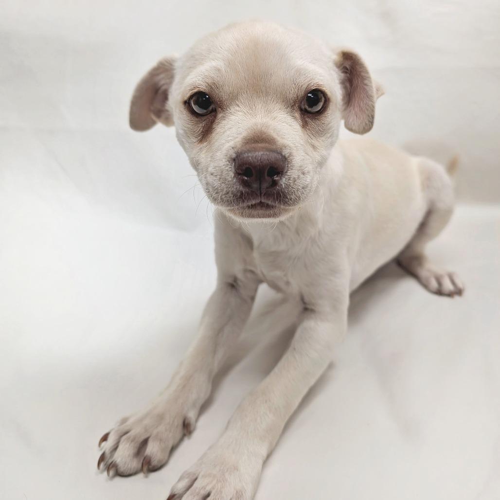 Enlarge 41 (2026), a Adoptable Mixed Breed in Parker, CO image 1/4