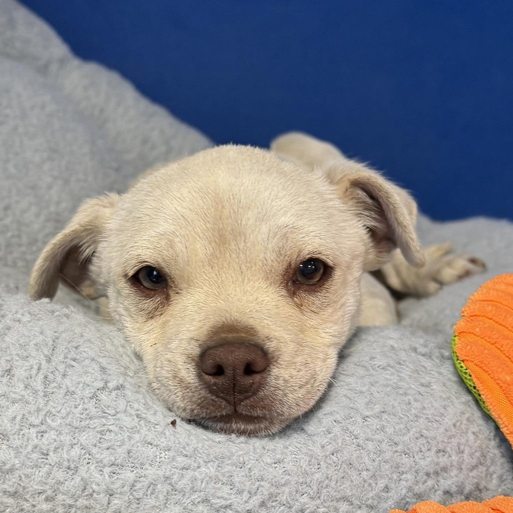 Enlarge 41 (2026), a Adoptable Mixed Breed in Parker, CO image 2/4