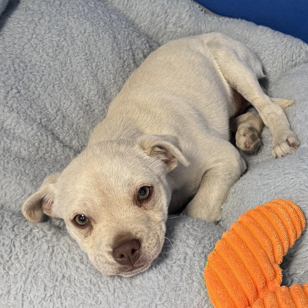 Enlarge 41 (2026), a Adoptable Mixed Breed in Parker, CO image 3/4