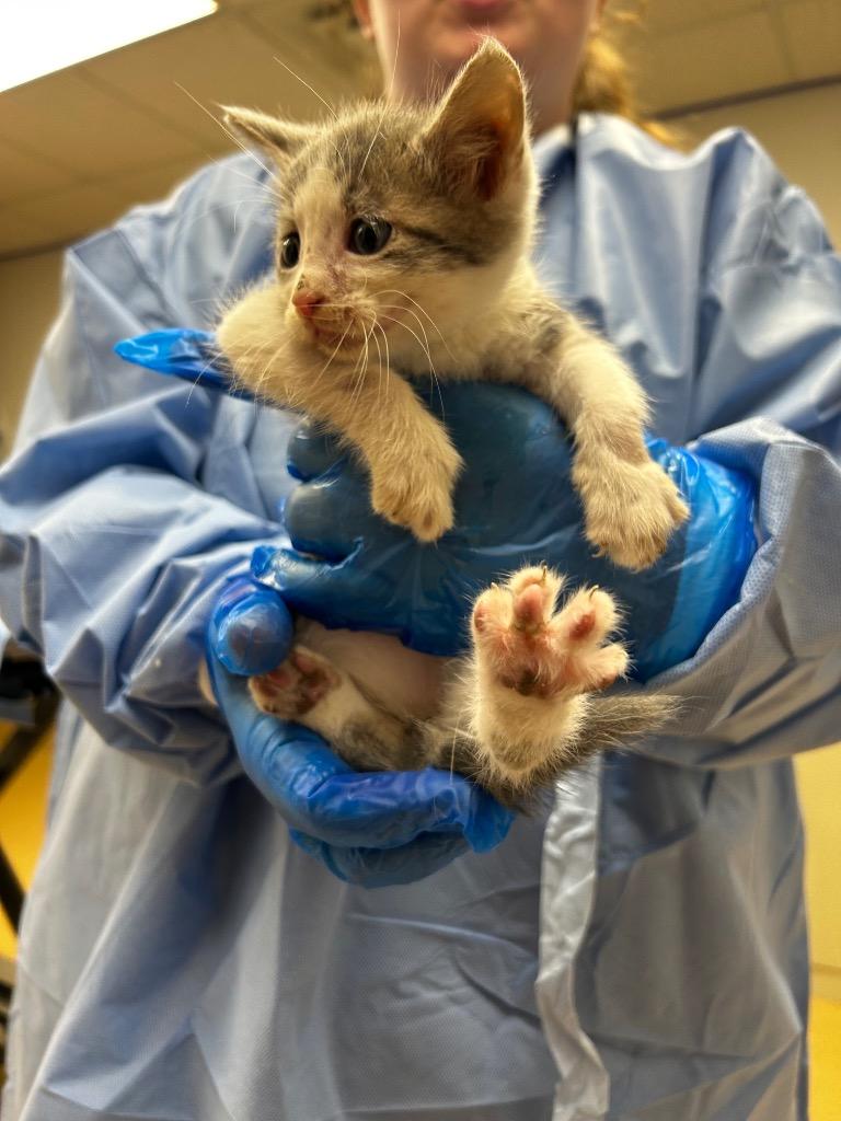 Duke of Weselton, Adoptable, Kitten Male Domestic Short Hair.