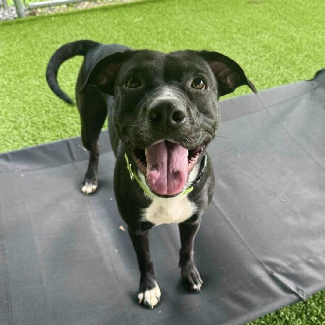 Enlarge Beauty, a Adoptable mixed breed in Eatontown, NJ image 1/6