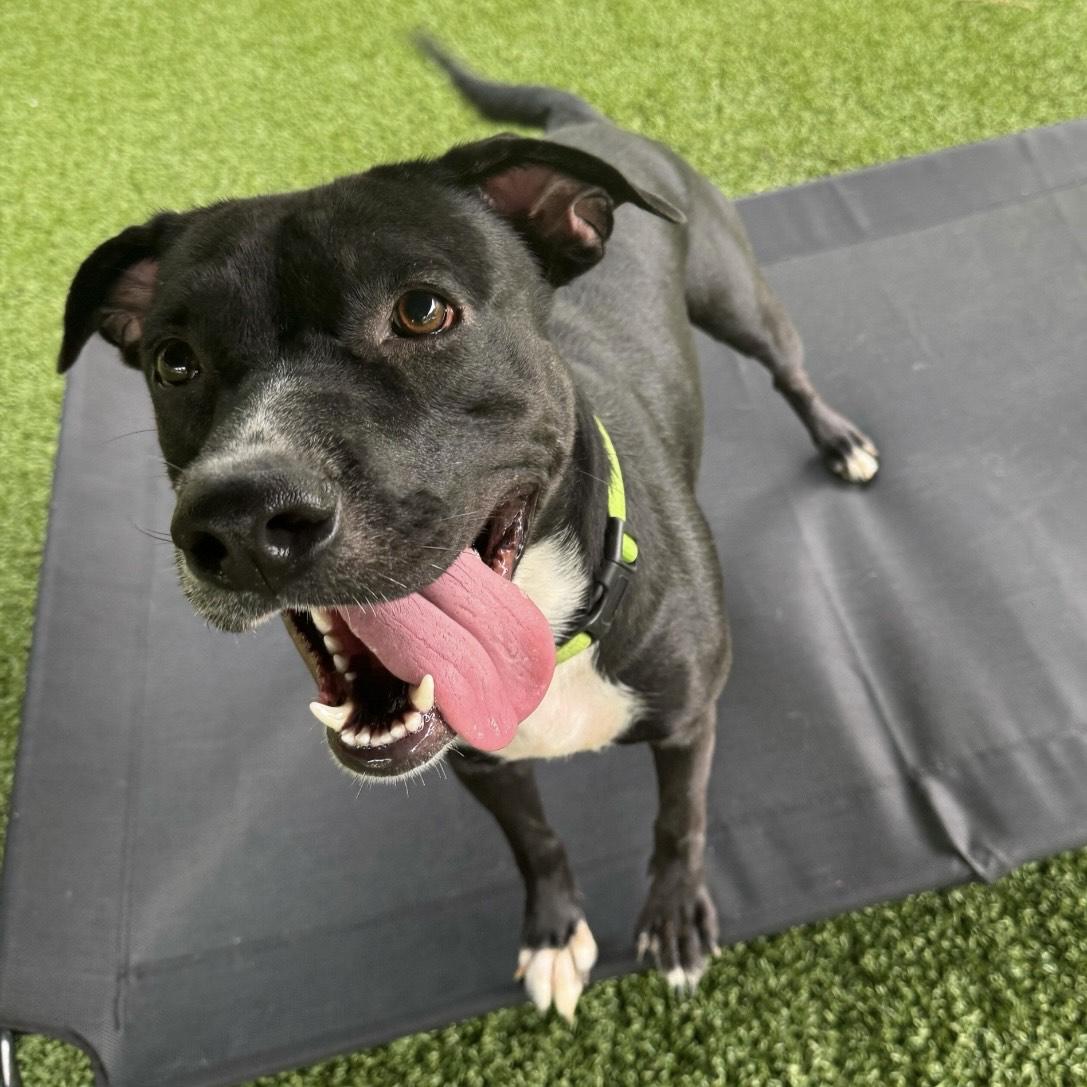 Enlarge Beauty, a Adoptable mixed breed in Eatontown, NJ image 2/6