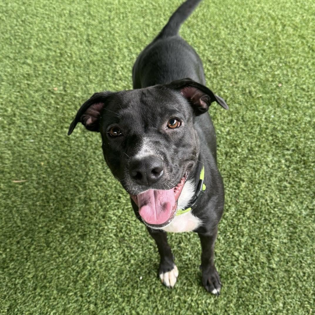 Enlarge Beauty, a Adoptable mixed breed in Eatontown, NJ image 3/6