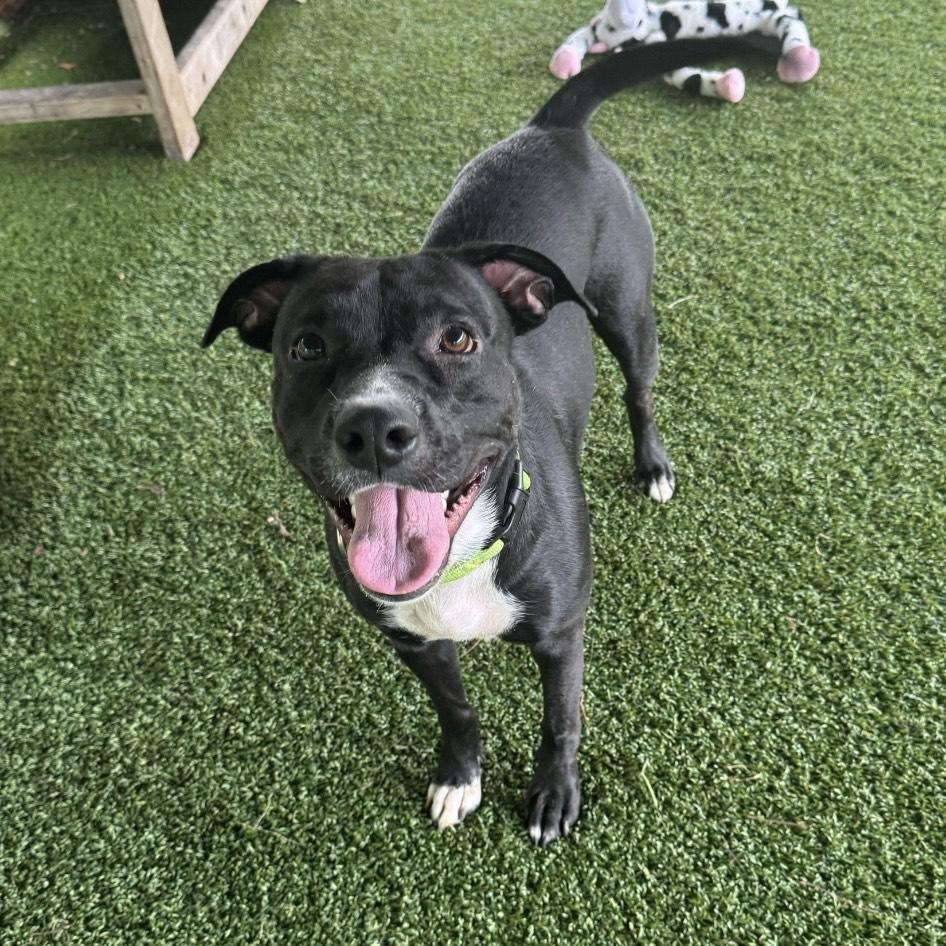 Enlarge Beauty, a Adoptable mixed breed in Eatontown, NJ image 4/6