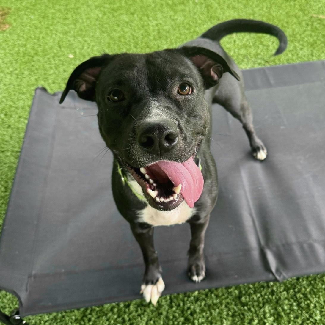 Enlarge Beauty, a Adoptable mixed breed in Eatontown, NJ image 5/6