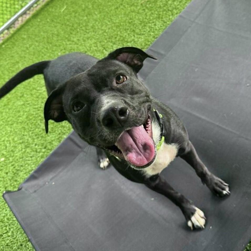 Enlarge Beauty, a Adoptable mixed breed in Eatontown, NJ image 6/6