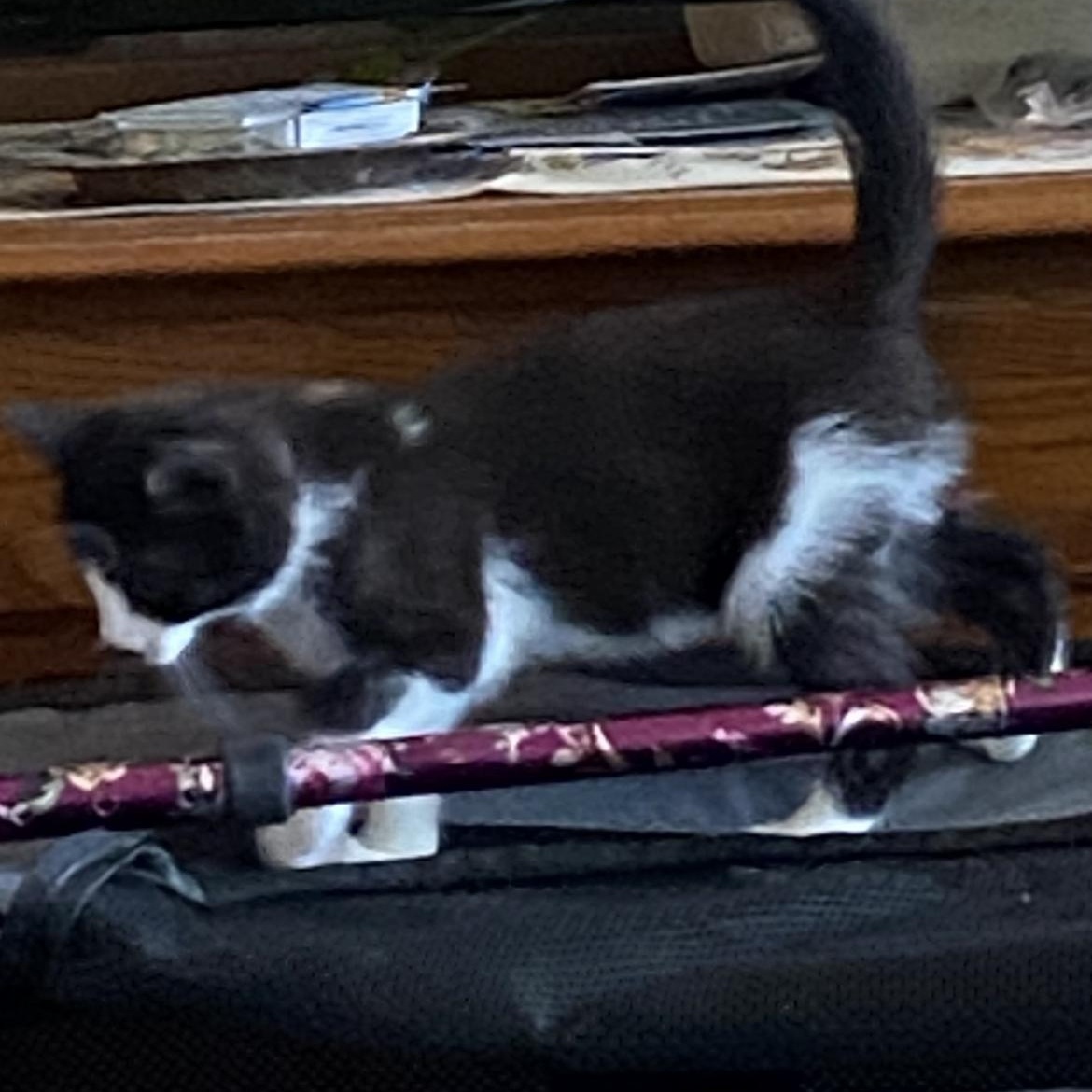 Enlarge Jewel, a ADOPTABLE Domestic Short Hair in Crofton, MD image 2/3