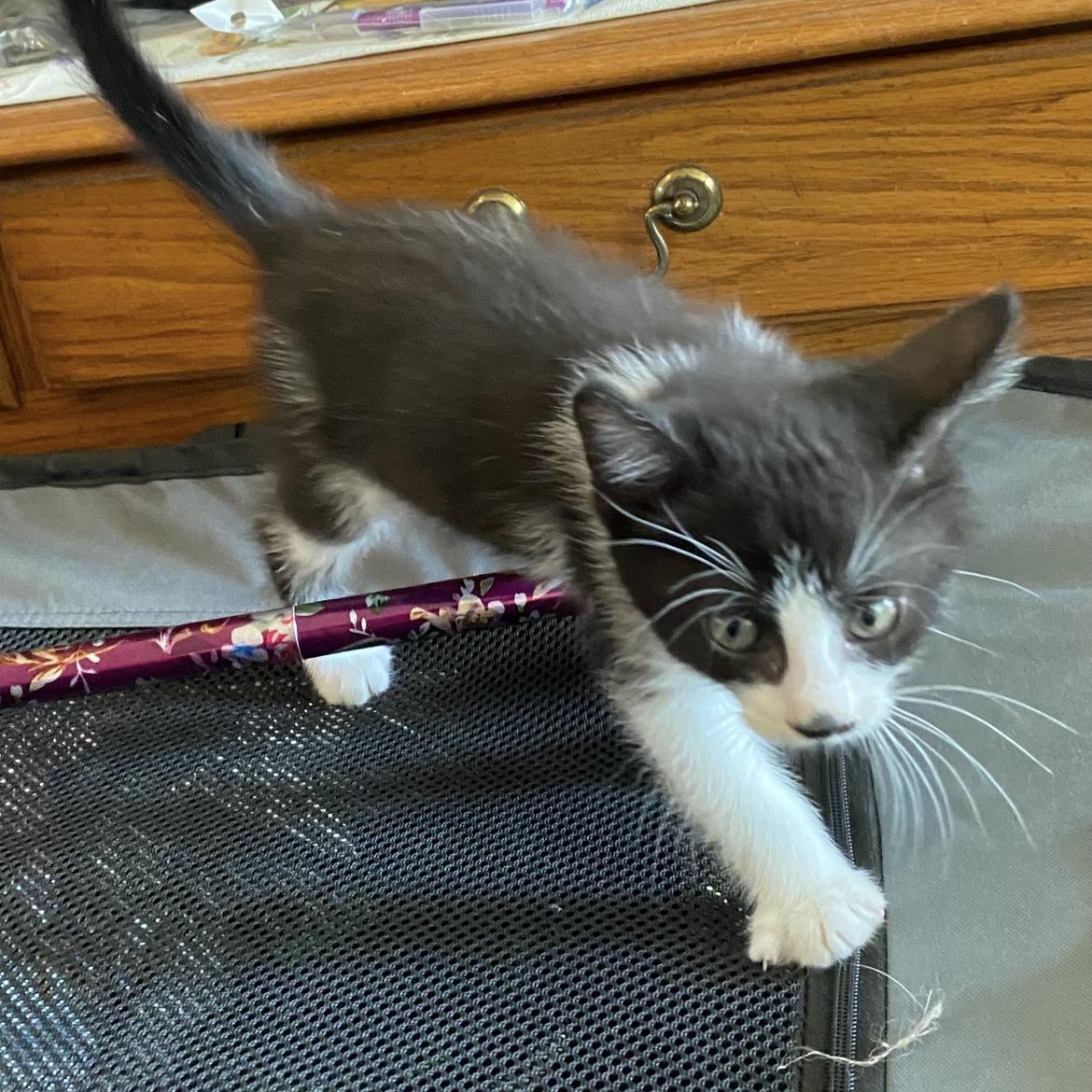 Enlarge Jewel, a ADOPTABLE Domestic Short Hair in Crofton, MD image 1/3