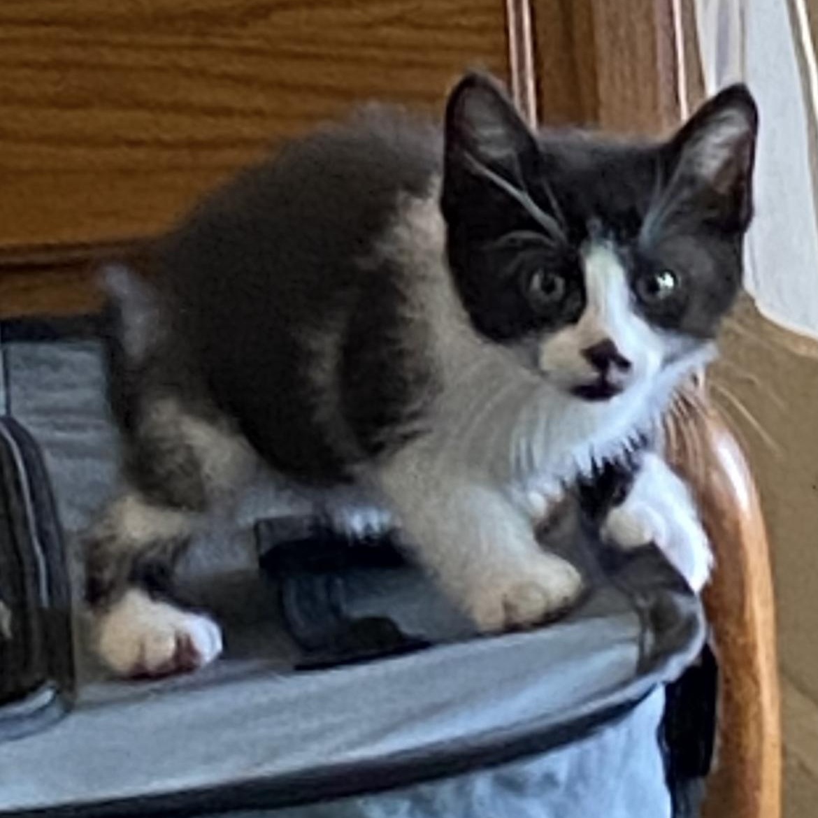 Enlarge Jewel, a ADOPTABLE Domestic Short Hair in Crofton, MD image 3/3